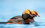 BB 10 0367 / Podiceps auritus / Horndykker
